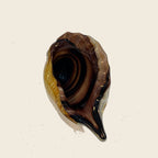 Seashelter - Honey - Murano Art Italy