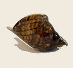 Seashell - Amber outside - Murano Art Italy