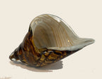 Seashell - Amber outside - Murano Art Italy