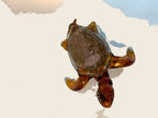 Turtle - Murano Art Italy